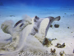 Check it what I found under the... sand! by Claudia Pastorino 